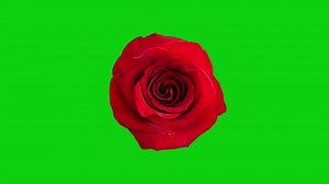 Red Rose Blossom On Green Screen Stock Footage Video (100% Royalty-free) 3503914629 | Shutterstock