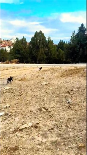 rabbit vs pointer puppy, find odd Italian brainrot, pointer dogs #pointerdog #puppy #huntingdog #dog