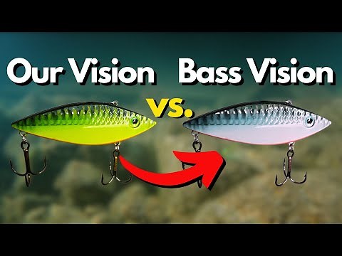 Colors Bass REALLY See - You May Be Surprised at Some of These