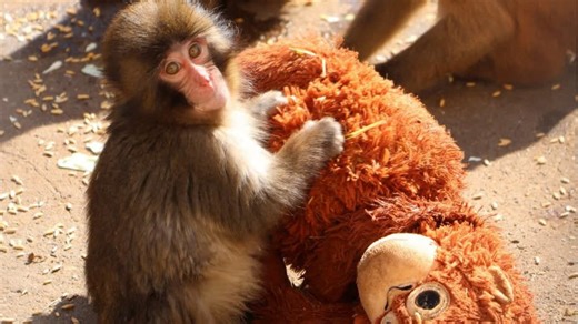 Rejected monkey: stuffed animal serves as mother substitute