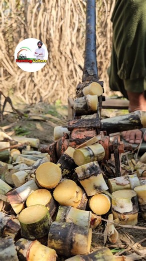 Farming Culture on Instagram: "Single bud cutting with bud cutter"