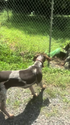 Discover the Blue Heller: An Australian Cattle Dog