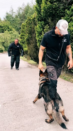 Family Protection Dogs: Safeguarding Your Loved Ones