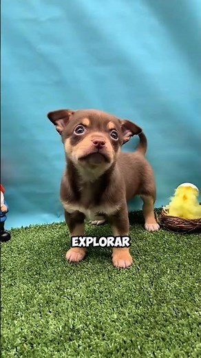 Names for male Chihuahuas #chihuahua #male #meaning