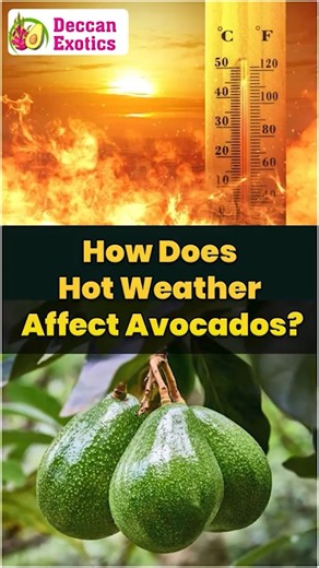 Save Your Avocado Plants from Extreme Heat | Expert Farming Guide | Deccan Exotics #ytshots #avocado
