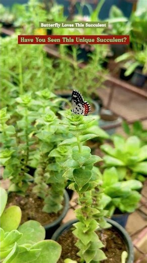 String of Buttons Succulent 🌿🦋 | Beautiful Stacked Succulent Plant in the Garden