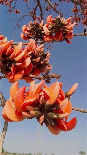 beautiful phool ka ped #trending #video #youtube #viral