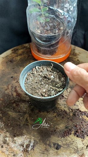 Hokiantie seedling cultivation‼️ #bonsai #bonsaiserut #streblusasper #bonsaiindonesia #bonsaivietnam #bonsainusantara #japanbonsai #bonsaitropis #bonsaiinspirasi #bonsaistyle #bonsaiart #bonsaiworld #bonsaitree #bonsaitrees #belajarbonsai #bonsaipemula #themax30cm #bonsaimame #bonsaismall #fyp #reels #tanamanhias #bonsaibali #bonsailovers | Artika Bonsaaiku