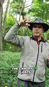 Natural Seed Dispersal: Uncovering Nature's Secrets