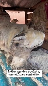 L'élevage de poulets est un business très rentable en Afrique surtout quand on sait comment optimiser sa rentabilité au travers d'une bonne stratégie de vente. | Ngrebada Firmin