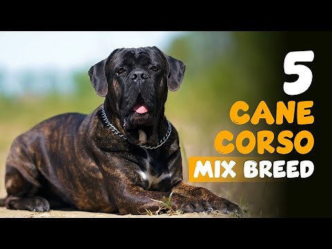 5 Cane Corso Mix Breed You Don't Know About
