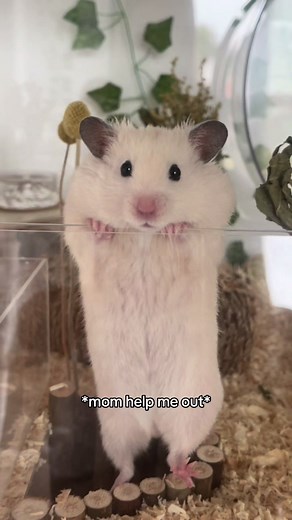 Discover the Joy of Hamsters: Cute Pet Moments