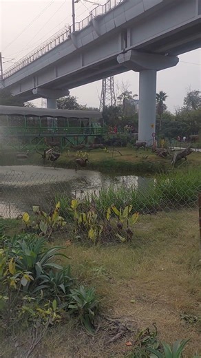 Jungle trail Noida......must visit