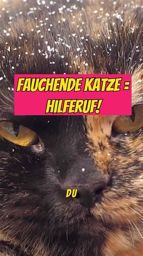 Warum faucht deine Katze wirklich?