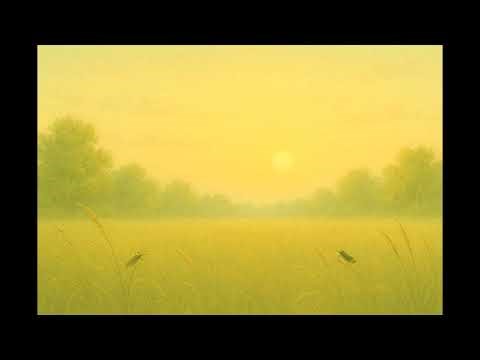 White Noise | Foggy Meadow with Distant Birds for Deep Sleep & Calm Focus