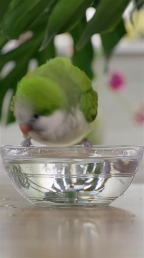 @learnparrots on Instagram: "Quakers! #parrot #parrotlover #parrotsofinstagram #quakerparrot"