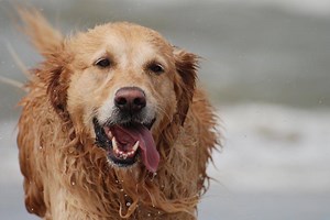Dog-friendly beaches in Norfolk | Visit Norfolk