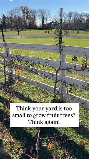 15K views · 1.2K reactions | If you have a sunny wall, you can have...