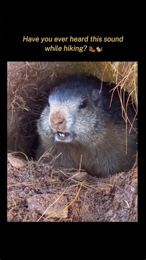 Marmot sound is one of those mountain noises that makes hikers stop and listen 🐿️👂😄 That marmot whistling sound you hear is actually a warning system, helping others stay alert and safe ⛰️⚠️💛 A sharp marmot whistle or marmot chirping noise may sound playful to us, but it’s serious communication in the wild 🌿📢🧠 Even a quick marmot squeak sound shows how nature turns simple sounds into teamwork 🐾🤝✨ 🎥 Credit to @murmeltierfotos.de (Martina Gebert) for this captivating video ➕ Follow us fo