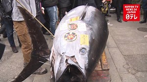 5.2K views · 148 reactions | A bluefin tuna fetches more than $320,000 at the final New Year auction at Tokyo' s hallowed Tsukiji market. | Nippon TV News24 Japan | Facebook