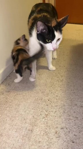 Adorable Mum and Baby #meow #kittens #calico.mp4 | Magali Guido