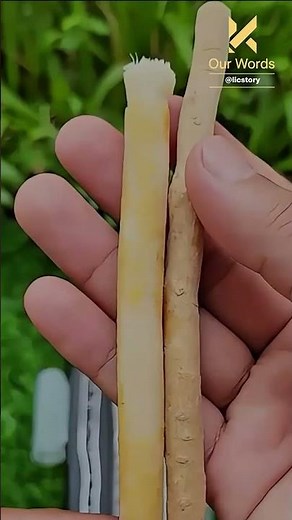 Benefits of Miswak: The Natural Toothbrush Used for Centuries