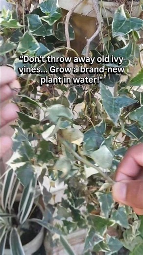 Grow English Ivy from Cuttings in Water | Easy Propagation for Beginners #gardening