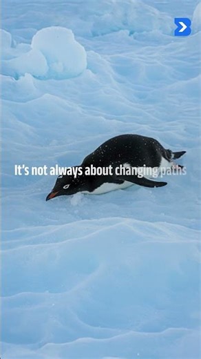 Be like Penguin Squad!! #bridgeon #penguin #trending #trendingshorts #programming