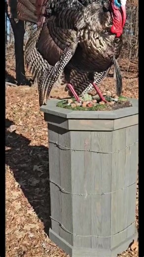 Crafting a Stunning Long Beard Taxidermy Display