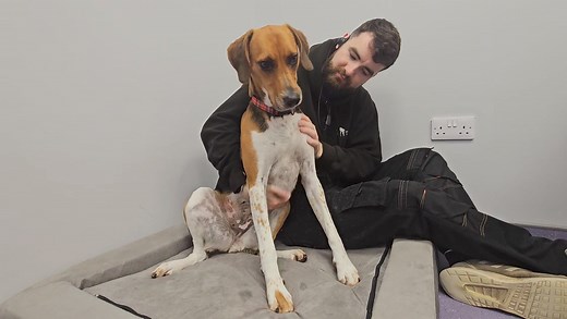 19K views · 311 reactions | Bedtime cuddles 殺 Willow has had a busy day and is getting ready to snooze  she is dreaming of finding her forever family  If you could offer this girl an active home then apply below ⬇️⬇️ https://mrsmurrays.co.uk/rehome/willow-2 #dreamingofforeverhome #trailhound #onedaysoon | Mrs Murray's Home for Stray Dogs and Cats | Facebook