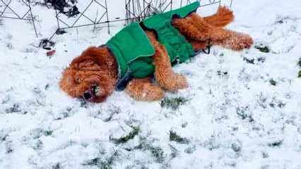 Nothing stops this narcoleptic dog from having a good time!