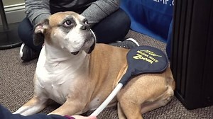 🐕Older dog's can benefit from a relaxing MagnaWave session! Learn how MagnaWave can provide comfort for your pets here>> https://buff.ly/37YLwrS MagnaWaving your pet regularly as part of a healthy lifestyle can optimize the level of health in your animal.✅ | MagnaWave Corporate - Wellness and Pain Relief