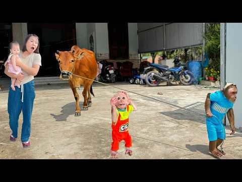 CUTIS Refuses to Care for Baby Goes to Herd Cows | Mom & Buem Confused