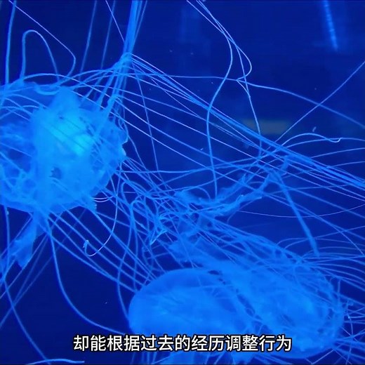 Jellyfish Can Learn Without a Brain? The Mysterious Ability Evolved Over 500 Million Years #Jelly...