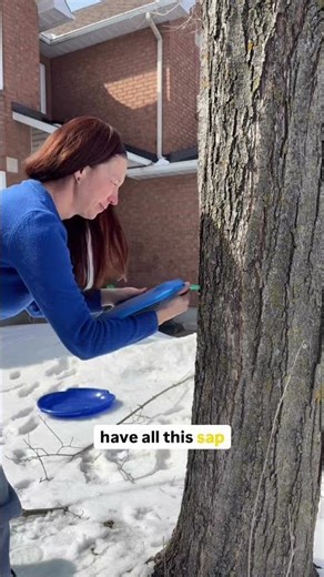 I Tapped My Own Maple Tree (And It Actually Worked)🍁