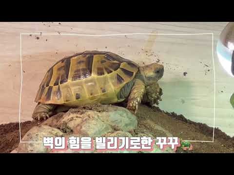 똥쟁이 육지거북 꾸꾸, 똥꾸의 하루❤️ / 거북이 키우기 / 변비 안돼😱 / 금식데이 배고파