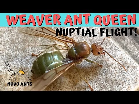 Weaver Queen Ant Nuptial Flight - Green Tree Ant