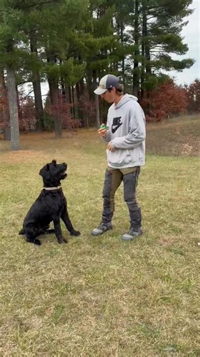 AVAILABLE FOR ADOPTION! PLEASE SHARE! Contact us if interested! | ABC Dog Training, Boarding & Grooming