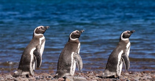 What it’s like to meet penguins in the wild – through the eyes of a wildlife photographer