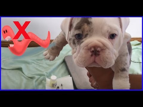 How to Kill Worms living inside your Puppy