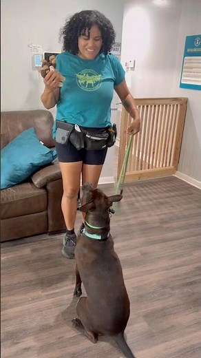 Resource Guarding Explained: How to Build Trust with Your Dog | Taylor & Leela