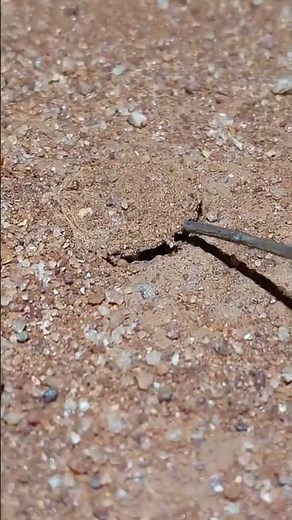 Hobo Spider: The Truth Behind Its Scary Reputation!