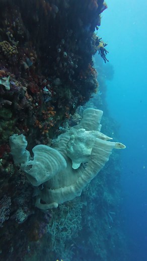 Masters of disguise, these giant frogfish blend seamlessly into their surroundings. #keepdiving #adventuredive #oceanlife #scubadiving #underwaterworld #fblifestyle | Long Journey