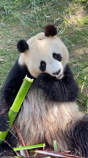 Gấu Trúc Ăn Măng: Panda Mukbang Siêu Dễ Thương