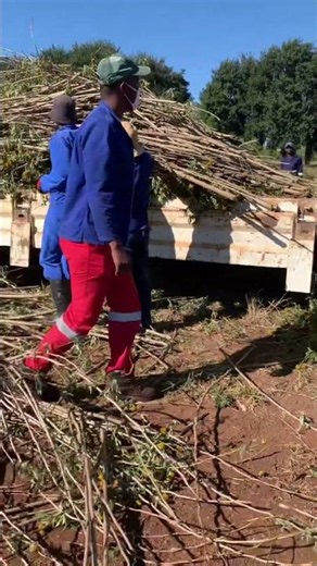 We’re making compost from invasive weeds/plants at Umdoni Farm in Eswatini 🇸🇿