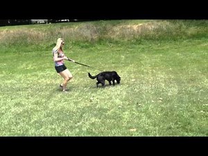 Heel Lesson! Black Lab Boo, Before/After walking on leash!