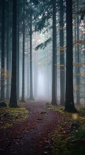 Foggy Forest Path at Dawn | Cinematic Nature Aesthetic