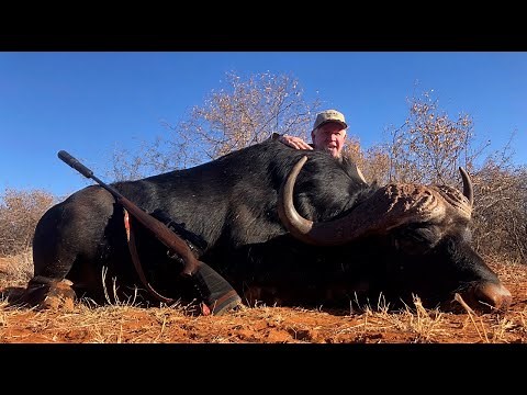 Perfect Shot On A Cape Buffalo