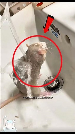 TOP 5 Smartest Animals on Earth with Shocking Intelligence! 🧠🐾
