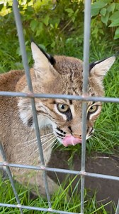 341K views · 10K reactions | Rescued bobcat Essey says, “HI!”  This is a great representation of a bobcat greeting, too. Essey is purring, she’s rubbing, and most importantly, she’s giving plenty of hints towards her wild side—like grumbling, whining and eye contact . | Wildcat Sanctuary | Facebook
